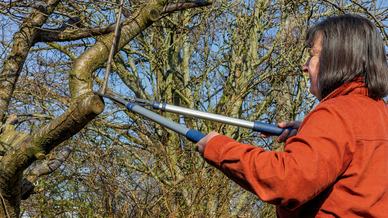 A woman cuts a tree branch with a pair of loppers