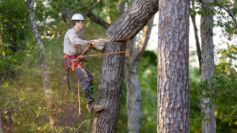A man in a hard hat up a tree using a chainsaw