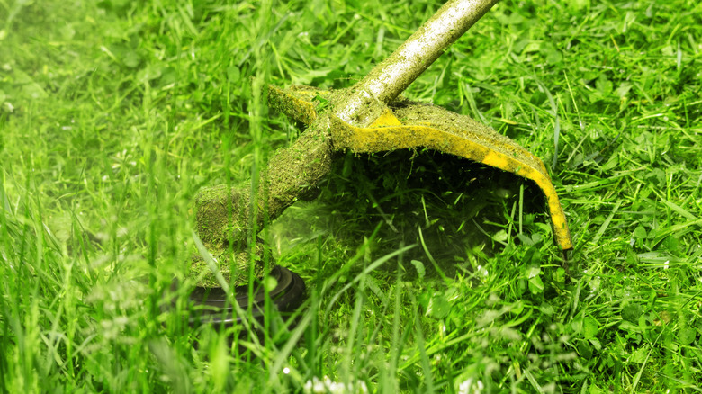 String grass trimmer at work covered in clippings