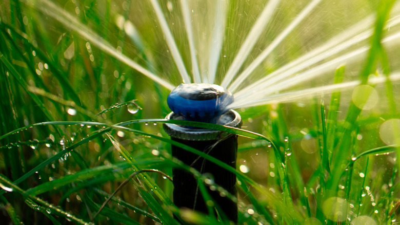 A sprinkler in grass shooting out water.