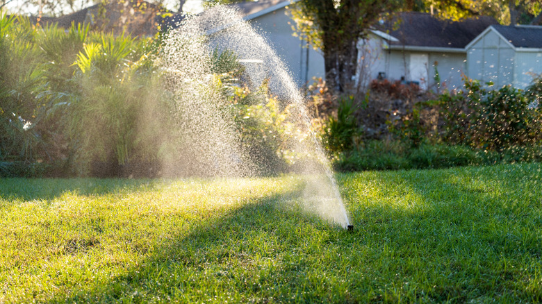 An in-ground sprinkler watering a lawn.