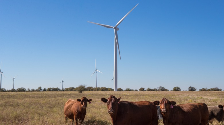 Wind turbines at the Wolf Ridge Wind Energy Center in Texas