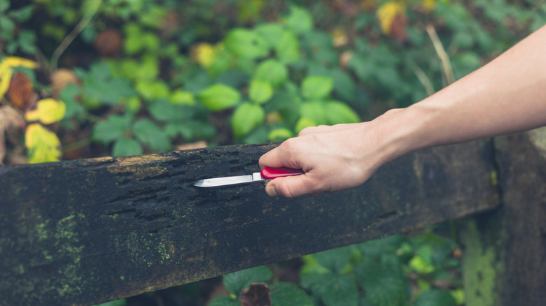 Victorinox Swiss Army Knife in use against wood