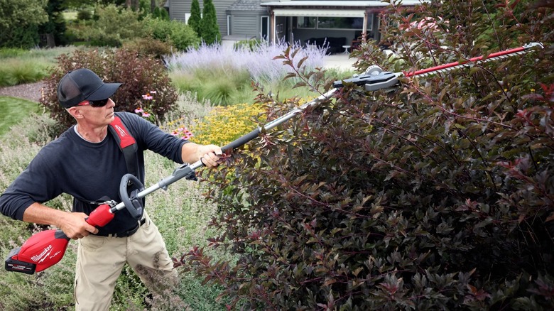 Milwaukee Quik-Lok Hedge Trimmer in use