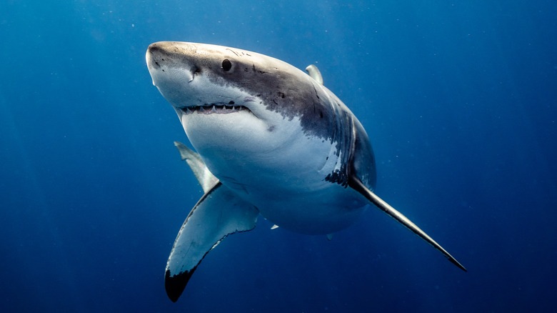 great white shark 