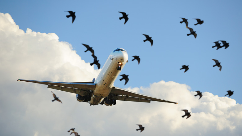 birds flying over plane