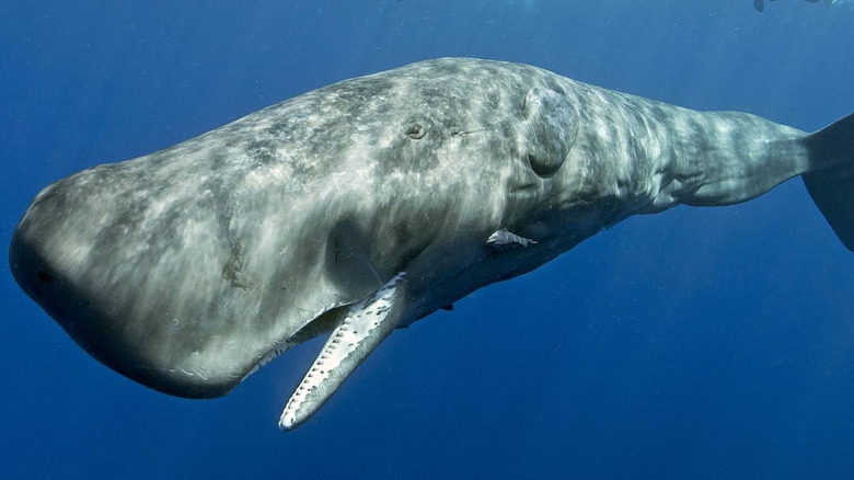 Young female sperm whale underwater