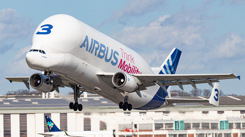 Airbus Beluga aircraft taking off
