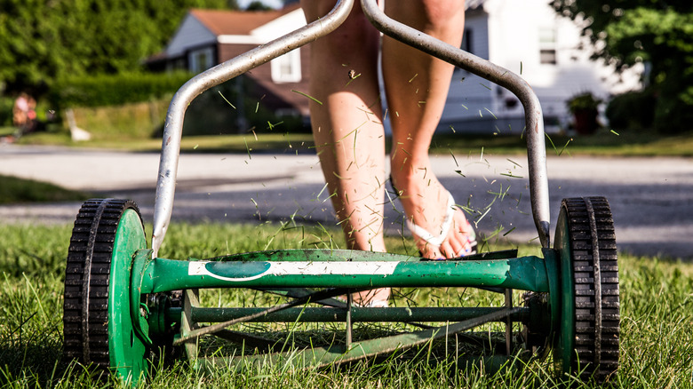 A closeup of a manual reel mower with grass clippings flying and the operators legs in the background