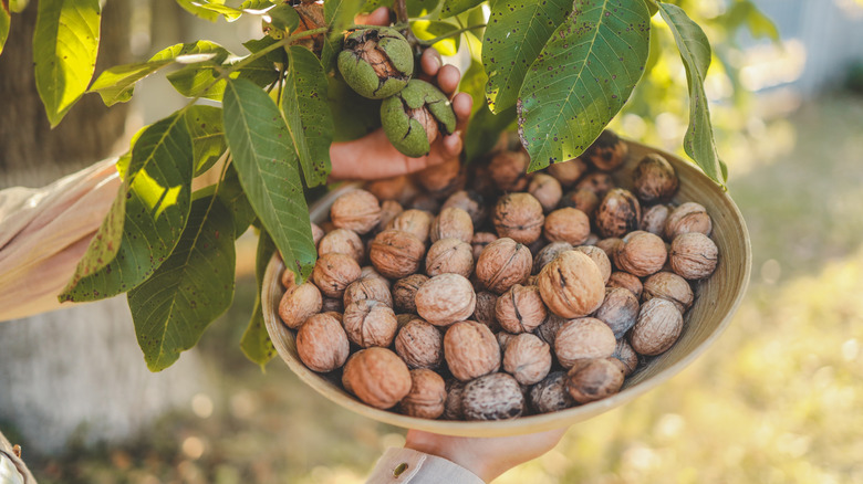 Walnuts being harvested from a tree