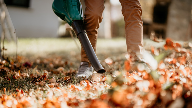 Gardner using blue leaf blower