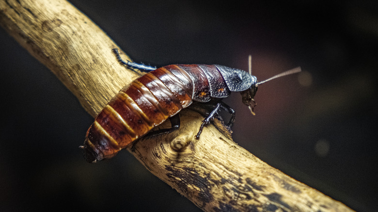 Madagascar hissing cockroaches