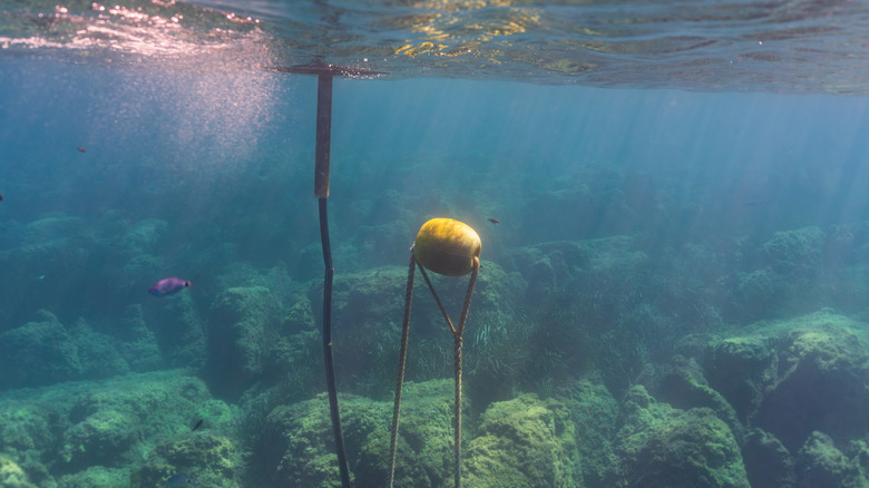 A mooring buoy shown floating underwater in the ocean