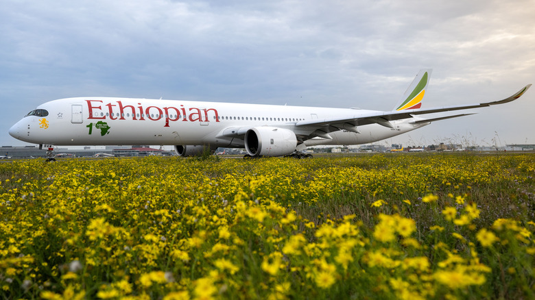 Ethiopian A350 taxiing through a field of flowers