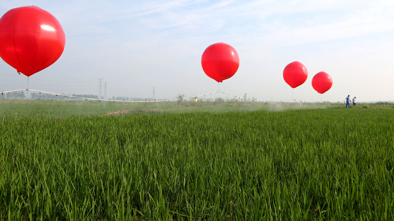 red helium balloons over grass