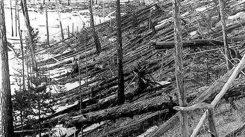 Fallen trees at Tunguska