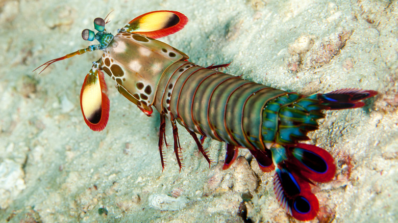 peacock mantis shrimp swimming colors