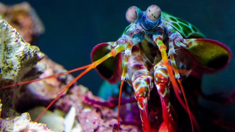 mantis shrimp aquarium stone reef