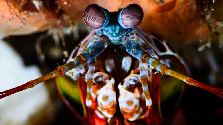 mantis shrimp face burrow closeup