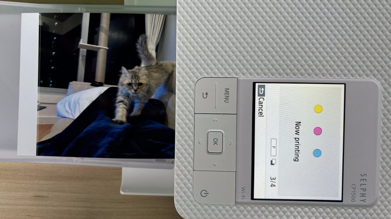 Canon SELPHY CP1500 printing with cat