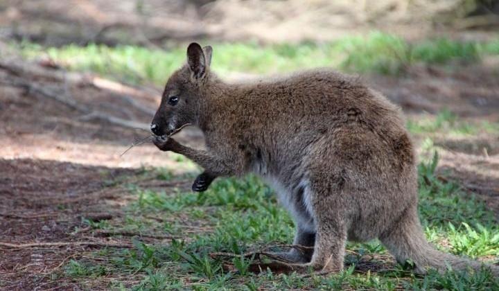 kangaroo