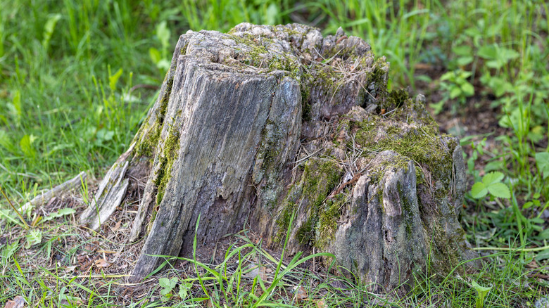 An old tree stump covered in moss