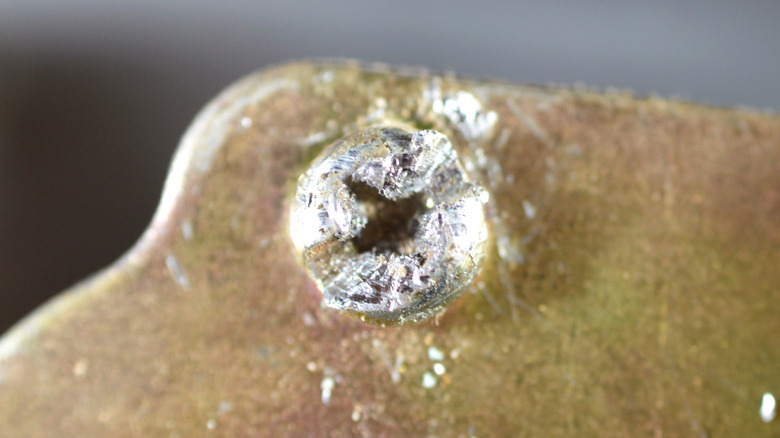 A stripped screw on a piece of metal.