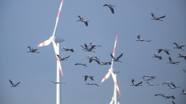 Common cranes flying with wind turbines in the background