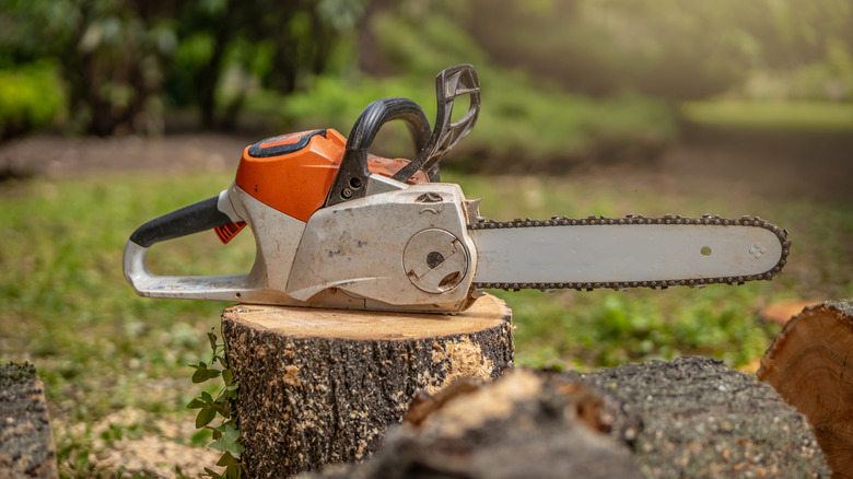 Chainsaw resting on a freshly-cut tree stump
