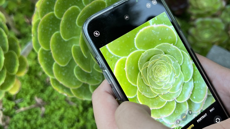 photo of succulent with iPhone