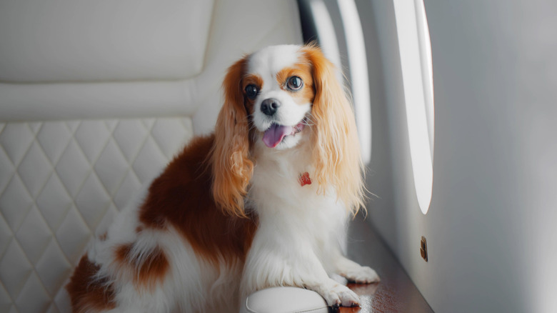 A dog perched on the cabin armrest in a private jet