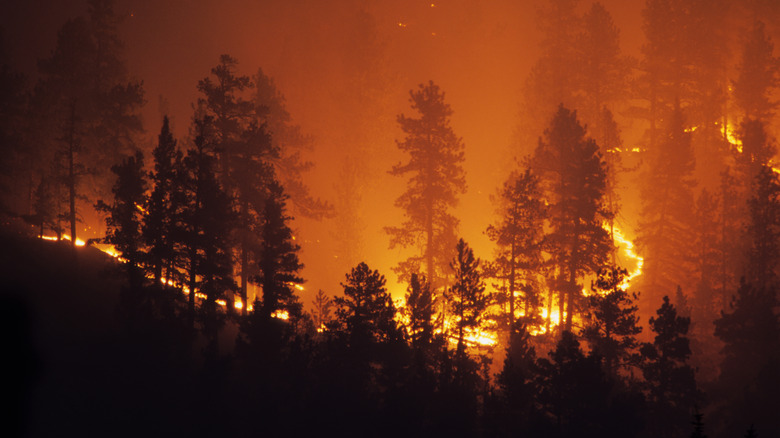 a forest wildfire