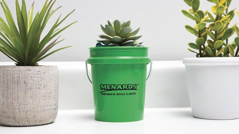 A green Menards mini bucket with a succulent in it alongside two other plants.