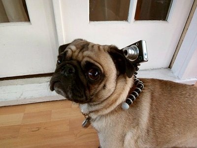 Gorillapod Dog