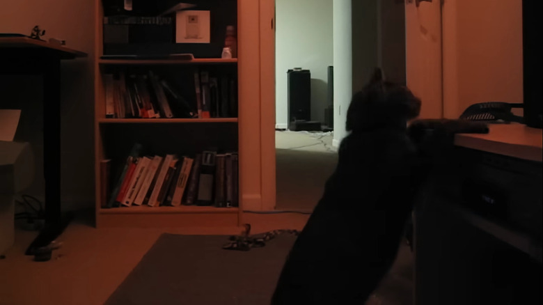 Cat playing with toy