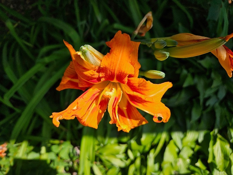 flor em flor