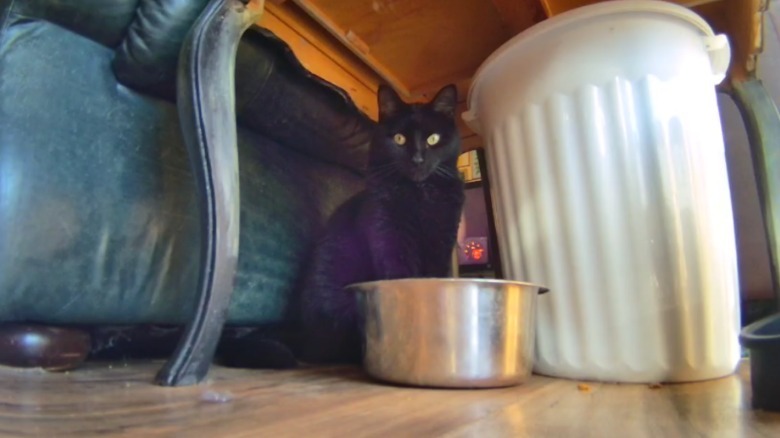 MY disinterested cat