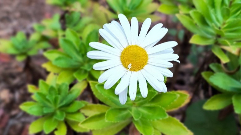 عکس پرتره یک گل
