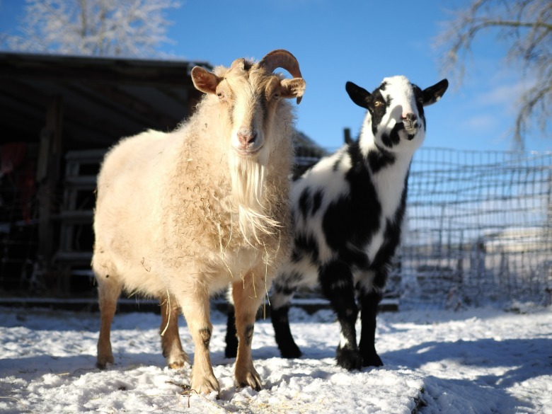 Two goats standing next to one another in the snow