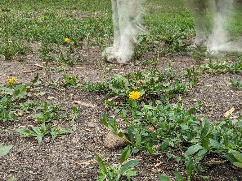 atracar as pernas na terra e na grama