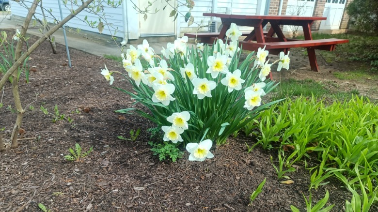 Picture of flowers with Unihertz Luna