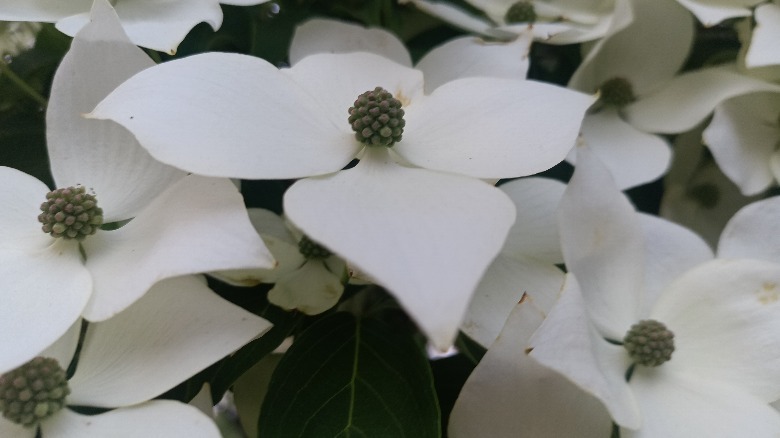 Close-up of white flowers