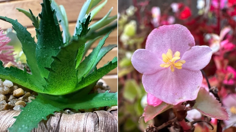 Two macro images of flowers