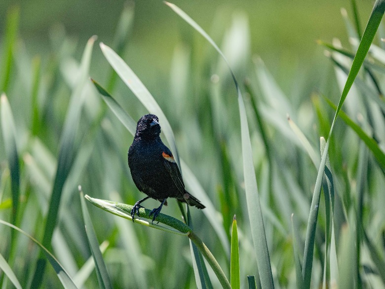 bird on grass