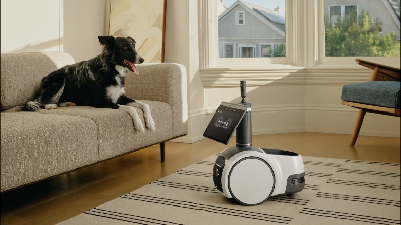 Amazon Astro watching over a pet.