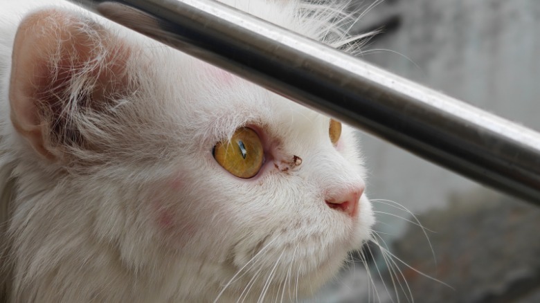 Closeup sample by OnePlus 13s.