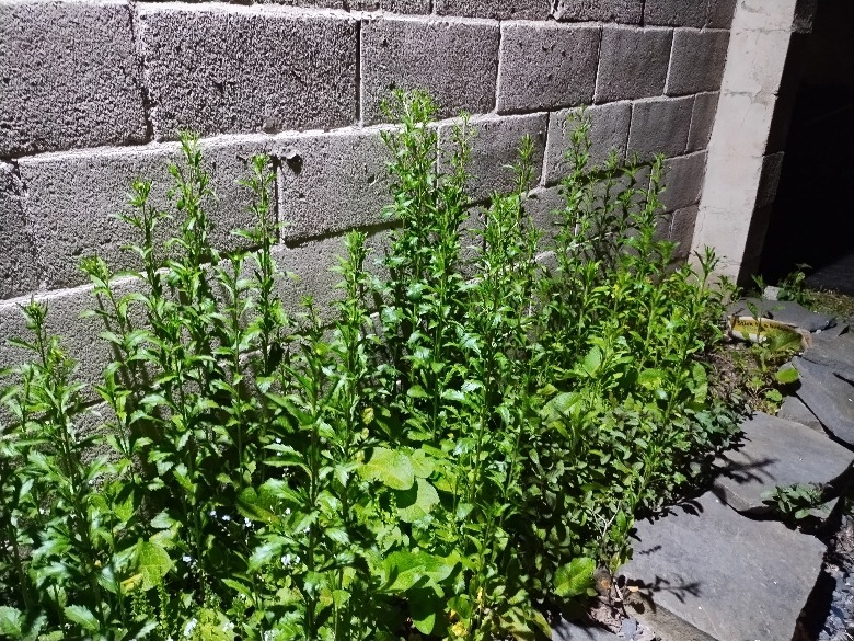 plants by wall