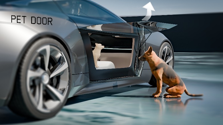 The pet door on a lucid concept