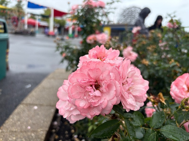 Pink flower on rainy day