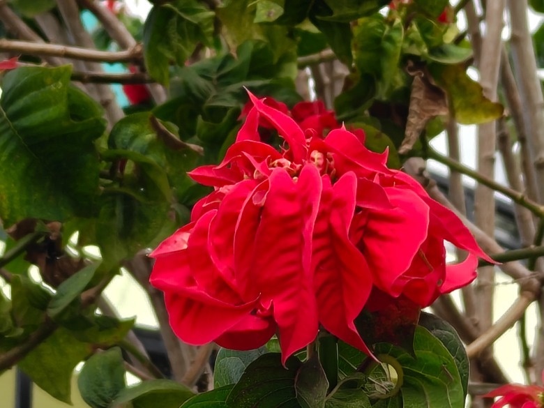 OnePlus 15 camera sample.